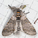 Gray Furcula Moth - Photo (c) Anna Bennett, some rights reserved (CC BY-NC), uploaded by Anna Bennett