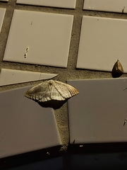 Cyclidia substigmaria