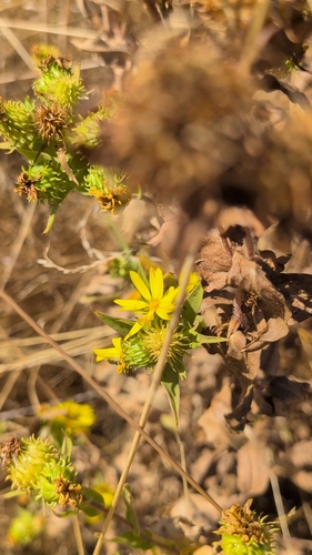 Grindelia integrifolia, photograph 2