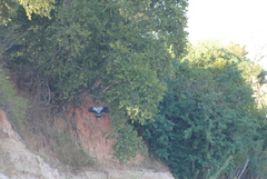 Polyboroides radiatus