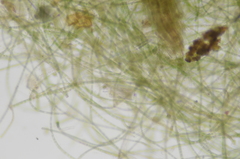 Hapalosiphon hibernicus