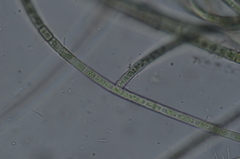 Hapalosiphon hibernicus