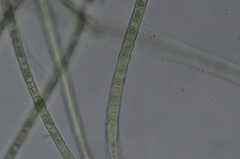 Hapalosiphon hibernicus