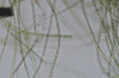 Hapalosiphon hibernicus