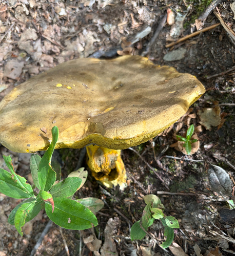 Ornate-stalked bolete