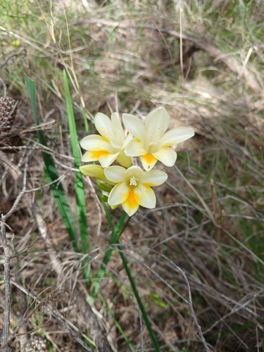 Dune Kammetjie