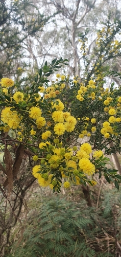 Kangaroo thorn