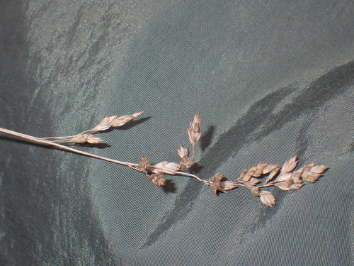 Poa pratensis observed 2026-08-30