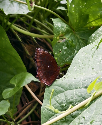 Common Palmfly