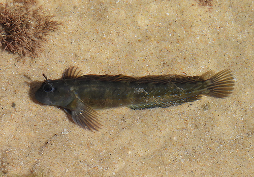 Istiblennius meleagris observed 2026-08-28