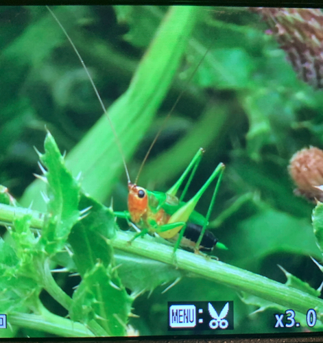Black-sided Meadow Katydid