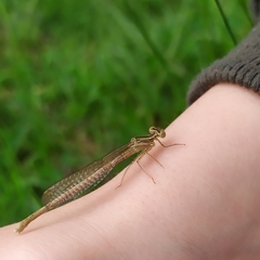 Platycnemis