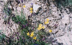 Lavandula pedunculata