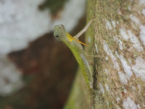 Draco quinquefasciatus, 2026-08-29