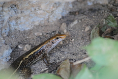 Zonosaurus laticaudatus