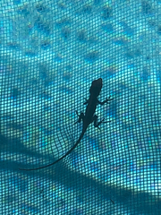 Anolis sagrei