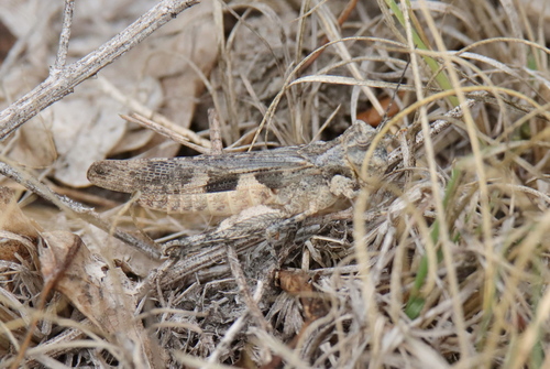 Platte Range Grasshopper