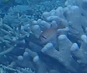 Pearly soldierfish