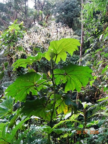 Begonia parviflora