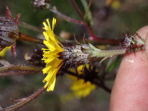 Picris hieracioides observed 2026-08-30