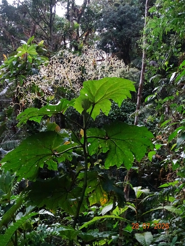 Begonia parviflora, photograph 2