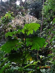 Begonia parviflora, photograph (c) biped_cub, some rights reserved (CC BY)