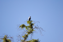 Polyboroides radiatus