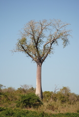 Adansonia