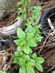Talinum paniculatum