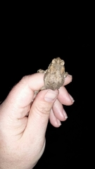 Anaxyrus terrestris