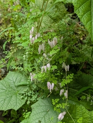 Adlumia fungosa, photograph (c) Nick Kacala, some rights reserved (CC BY)