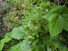 Adlumia fungosa, photograph (c) Nick Kacala, some rights reserved (CC BY)