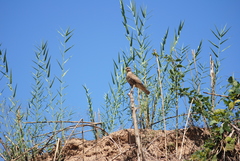 Buteo brachypterus