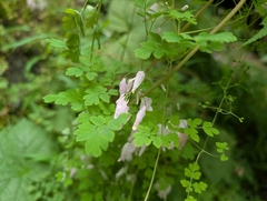Adlumia fungosa, photograph (c) Nick Kacala, some rights reserved (CC BY)