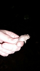 Anaxyrus terrestris
