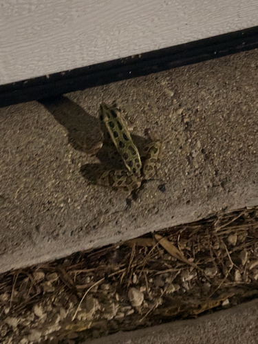 Northern Leopard Frog