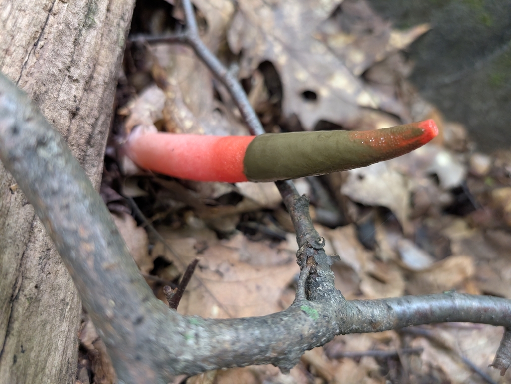 devil's dipstick · August 2026 · photo: Photo: (c) Nick Kacala, some rights reserved (CC BY) · iNaturalist