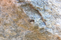 Scolopostethus affinis