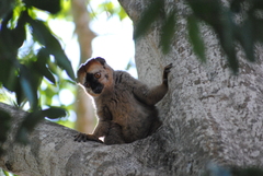 Eulemur rufifrons