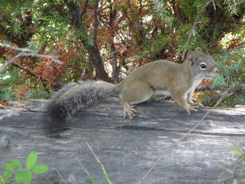 Fremont's Squirrel observed by julieluetzelschwab