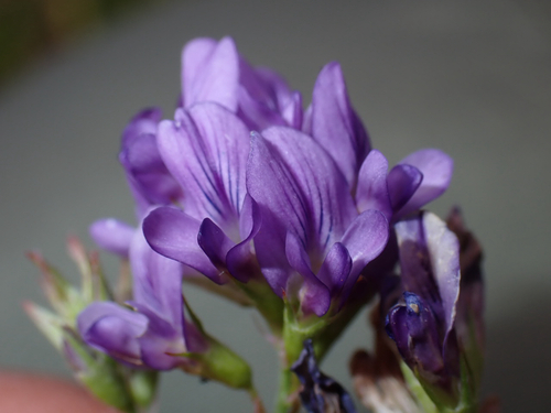 Medicago, 2026-08-30