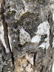 Acronicta psi