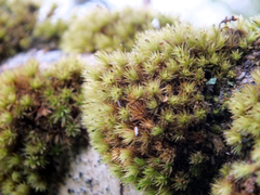 Plenogemma phyllantha