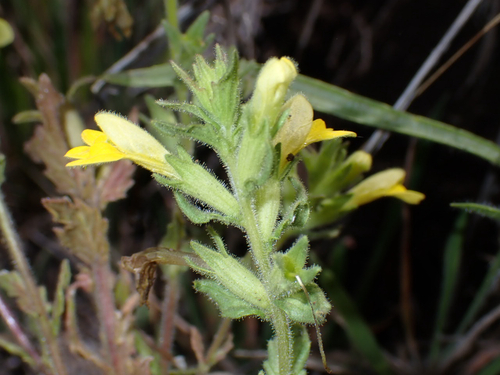 Bellardia viscosa observed 2026-08-30
