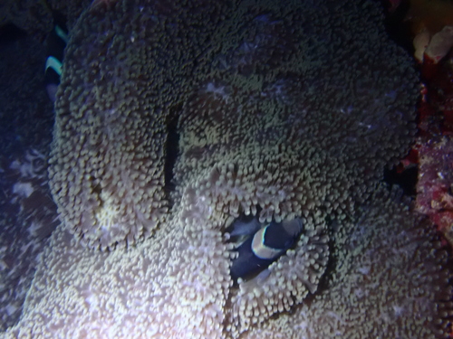 Amphiprion polymnus observed 2026-08-23