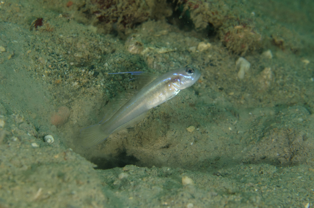 Myersina yangii