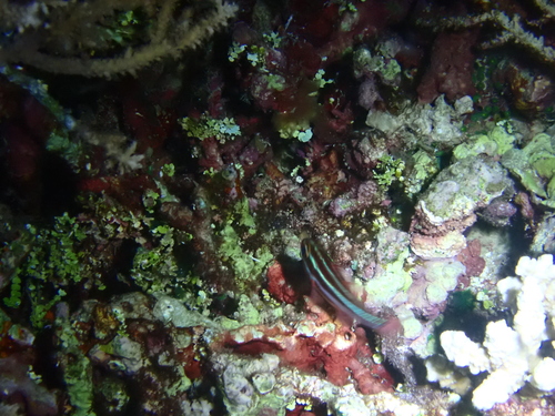 Ostorhinchus nigrofasciatus observed 2026-08-23