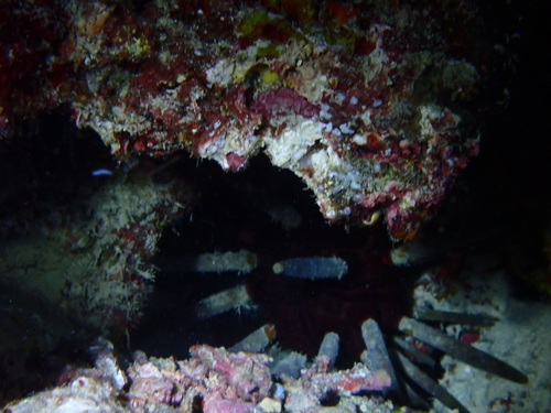 Phyllacanthus imperialis observed 2026-08-23