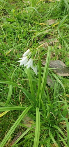 Three-cornered garlic