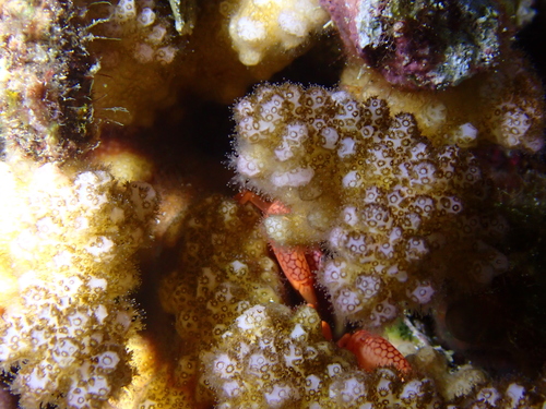 Trapezia septata observed 2026-08-23